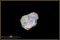 Preview: Welo rough opal - 14,25ct